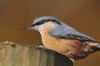 Nuthatch