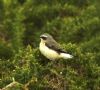 Wheatear