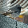 Black Redstart