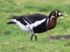 Red-breasted Goose