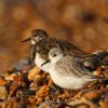 Sanderling