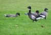 Black Brant