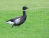 Black Brant