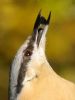 Nuthatch