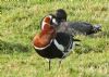 Red-breasted Goose