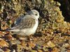 Sanderling