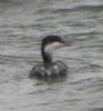 Slavonian Grebe