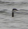 Slavonian Grebe