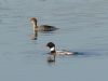 Red-breasted Merganser