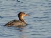 Red-breasted Merganser