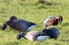 Red-breasted Goose