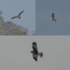 Marsh Harrier