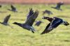 Red-breasted Goose