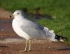 Ring-billed Gull