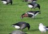 Red-breasted Goose