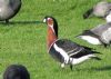 Red-breasted Goose