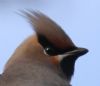 Waxwing