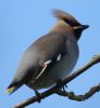 Waxwing