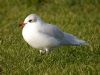 Mediterranean Gull