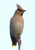 Waxwing