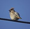 Waxwing