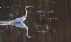 Great White Egret