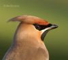 Waxwing