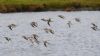 Spotted Redshank