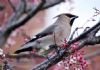 Waxwing