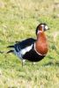 Red-breasted Goose