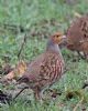 Grey Partridge