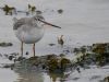 Spotted Redshank