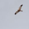 Marsh Harrier