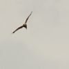 Marsh Harrier