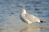 Ring-billed Gull