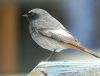 Black Redstart