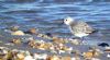 Sanderling