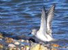 Sanderling