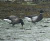 Black Brant