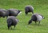 Light-bellied Brent Goose