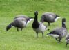 Light-bellied Brent Goose