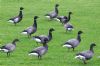 Black Brant