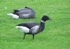 Black Brant