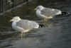 Ring-billed Gull