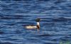 Red-breasted Merganser