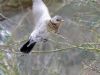 Fieldfare