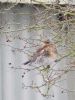 Fieldfare