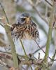 Fieldfare