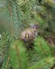 Goldcrest