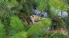 Goldcrest